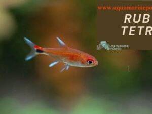 Best Ruby Tetra Guide (%currentmonth% %currentyear%): Explained in Details