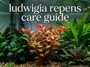 Ludwigia Repens: Complete Care Guide: Color |Updated| 2026