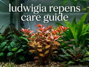 Ludwigia Repens: Complete Care Guide: Color |Updated| [cy]