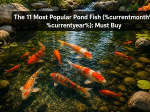 The 11 Most Popular Pond Fish (%currentmonth% %currentyear%): Must Buy