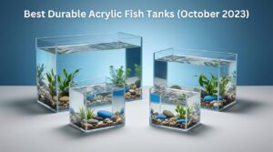 7 Best Durable Acrylic Fish Tanks (%currentmonth% %currentyear%)
