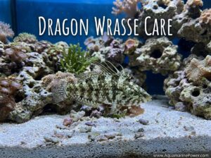 Dragon Wrasse Profile: Appearance, size, Diet |Updated| 2026