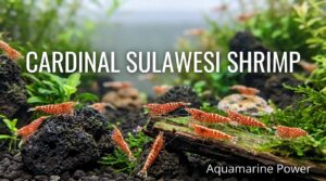 Cardinal Sulawesi Shrimp 101: Care Guide & Breeding Guide %currentyear%