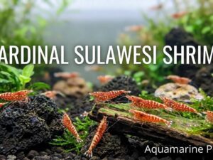 Cardinal Sulawesi Shrimp 101: Care Guide & Breeding Guide %currentyear%