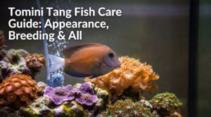 Tomini Tang Fish Care Guide: Appearance, Breeding & All 2026