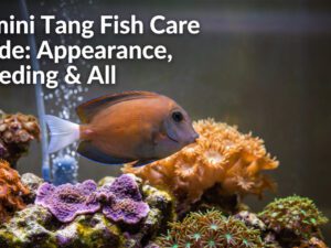 Tomini Tang Fish Care Guide: Appearance, Breeding & All [cy]