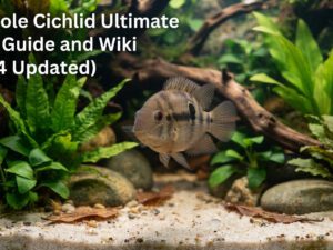 Keyhole Cichlid Ultimate Care Guide and Wiki (%currentyear% Updated)