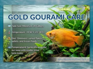 Gold Gourami Care Guide 101: Appearance & All |Updated| 2026