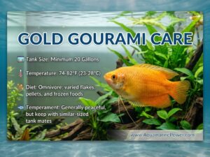 Gold Gourami Care Guide 101: Appearance & All |Updated| [cy]