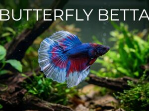 Butterfly Betta Care Guide: Appearance, food & Diet, Breeding & All | %currentyear%