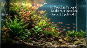 10 Popular Types Of Rasboras: Detailed Guide | Updated |2026