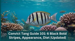 Convict Tang Guide 101: 6 Black Bold Stripes, Appearance, Diet |Updated| 2026