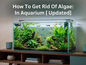 How To Get Rid Of Algae: In Aquarium [[cy] Updated]