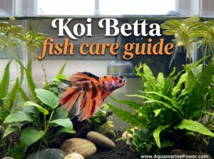 Koi Betta Complete Care Guide 101: Look, Habitat, Diet 2026