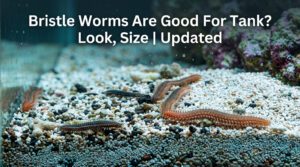 Bristle Worms Are Good For Tank? Look, Size | Updated 2026
