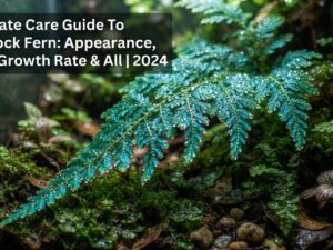Ultimate Care Guide To Peacock Fern: Appearance, Size, Growth Rate & All | %currentyear%