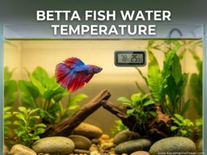 Betta Fish Water Temperature, The Perfect Updated Guide [cy]