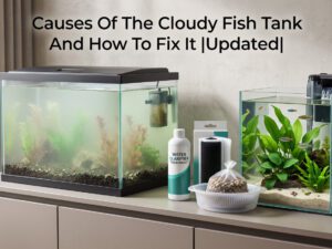Causes Of The Cloudy Fish Tank And How To Fix It |Updated|[cy]