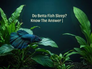 Do Betta Fish Sleep? Know The Answer |[cy]
