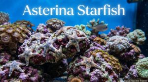 Asterina Starfish Care Guide: Appearance, Breeding, Tankmates & All | 2026
