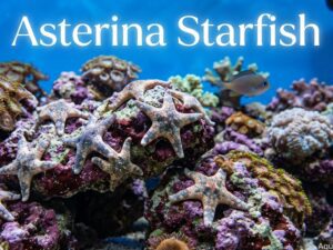 Asterina Starfish Care Guide: Appearance, Breeding, Tankmates & All | [cy]