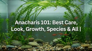 Anacharis 101: Best Care, Look, Growth, Species & All | 2026