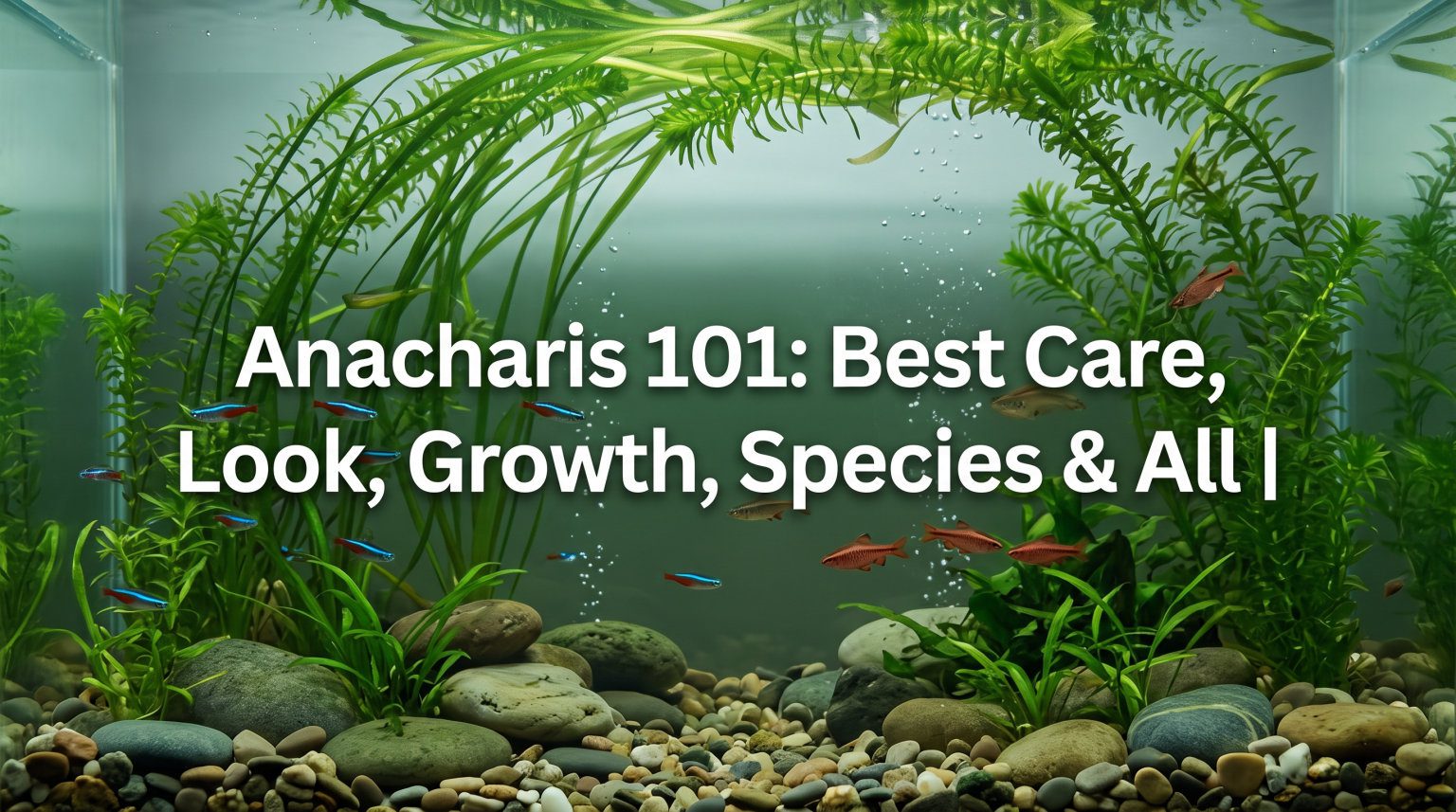 Anacharis Care Guide 2026: Complete Plant Guide