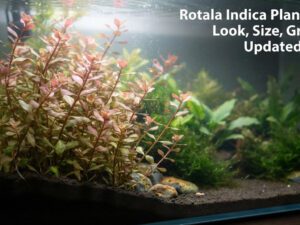 Rotala Indica Plant Care: Look, Size, Growth | Updated [nmf] [cy]