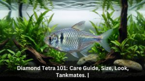 Diamond Tetra 101: Care Guide, Size, Look, Tankmates. | 2026