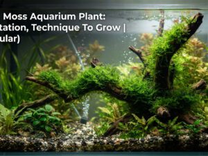 Java Moss Aquarium Plant: Plantation, Technique To Grow | [cy]