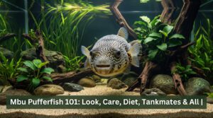 Mbu Pufferfish 101: Look, Care, Diet, Tankmates & All | 2026