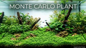 Monte Carlo plant (Micranthemum tweediei) Growth, Size |2026