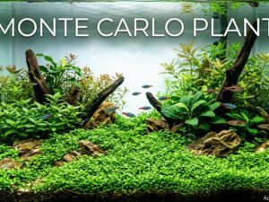 Monte Carlo plant (Micranthemum tweediei) Growth, Size |[cy]