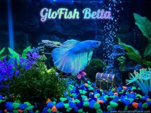 GloFish Betta Complete Care Guide: Size, Diet & All | 2026