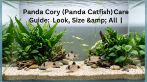 Panda Cory (Panda Catfish) Care Guide: Look, SIze & All |2026