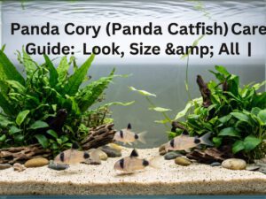 Panda Cory (Panda Catfish) Care Guide: Look, SIze & All |[cy]