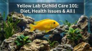 Yellow Lab Cichlid Care 101: Diet, Health Issue & All | 2026