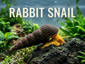 Rabbit Snail Care Guide 101: Size, Diet, Breed & More | [cy]