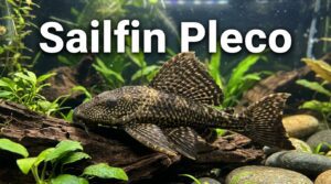 Sailfin Pleco Care 101: Diet, Size, & More | 2026 Updated |