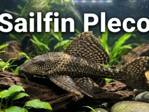 Sailfin Pleco Care 101: Diet, Size, & More | [cy] Updated |