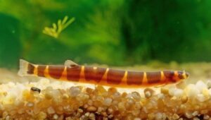 Kuhli Loach Care Guide 101: Size, Diet, Lifespan & More | 2026