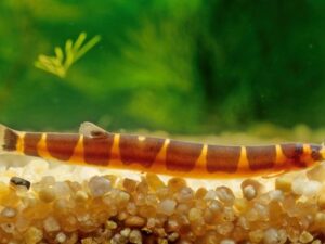 Kuhli Loach Care Guide 101: Size, Diet, Lifespan & More | [cy]