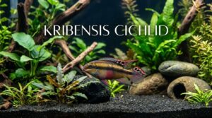 Kribensis Cichlid Care Guide 101: Size, Diet & More| 2026
