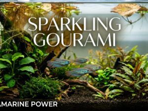 Sparkling Gourami Care Guide 101: Size, & More | Updated [cy]