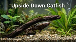 Upside Down Catfish Care101: Look, Diet, Size, & more | 2026