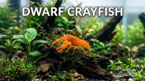 Dwarf Crayfish Care Guide101: Appearance, Diet, & More |2026