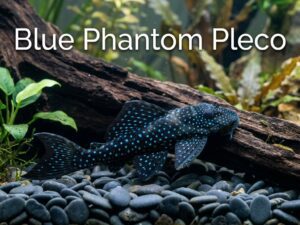 Blue Phantom Pleco (L128) Care: Appearance, Diet & More [cy]