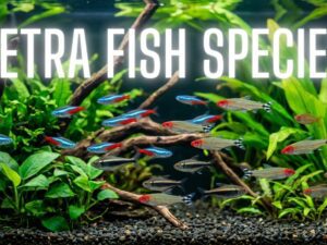 The Best 37 Types Of Tetra Fish Species | [cy] Updated |