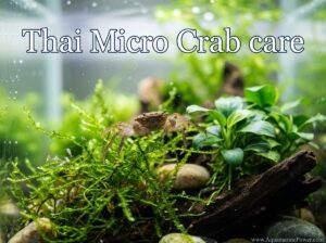 Thai Micro Crab Care 101: Size, Breed, Diet & More | 2026