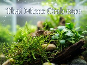 Thai Micro Crab Care 101: Size, Breed, Diet & More | [cy]